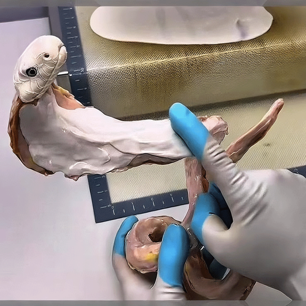 The sculpting tools set placed on a crafting table with sugar art supplies and clay, creating a cozy DIY sugar and clay workspace vibe